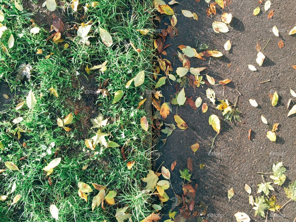 Grass and asphalt in fall. Grass and asphalt with fall leaves