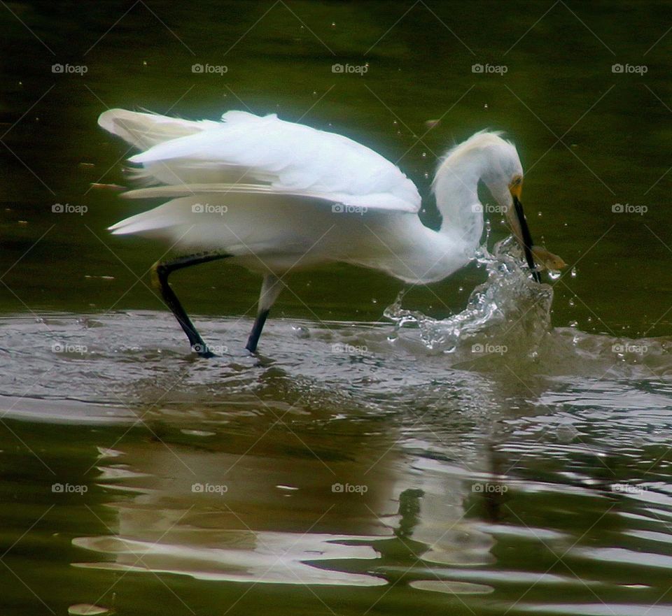 An Egret Catching a Fish