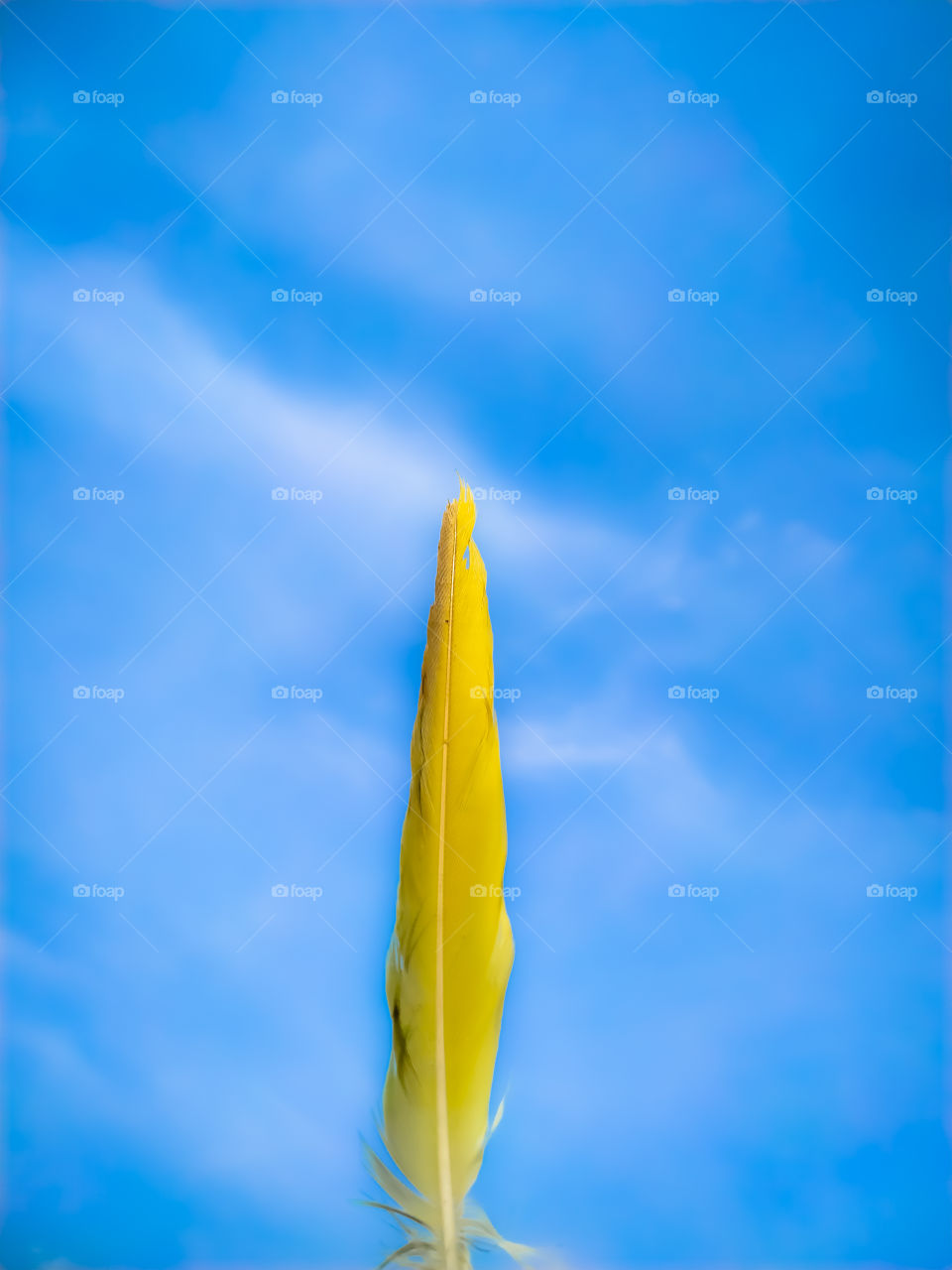 A bird feather on a blue background