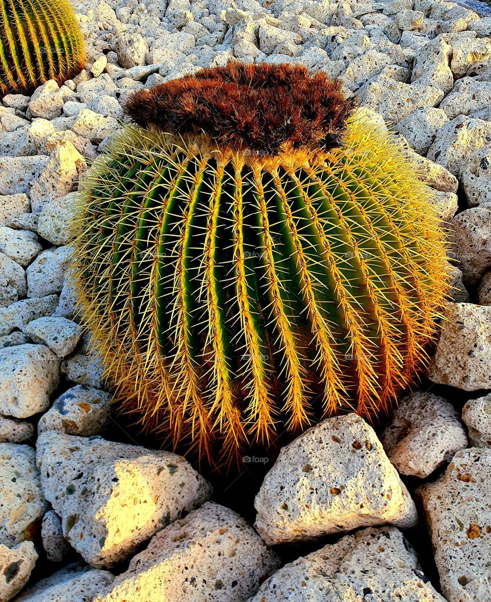 plant-big round cactus in a white stone field -  Echinocactus grusonii- green- seat of the mother =in=law