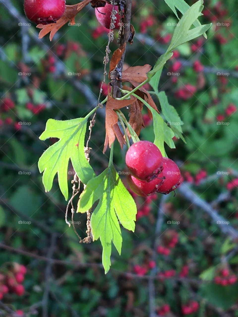 Wild red berries