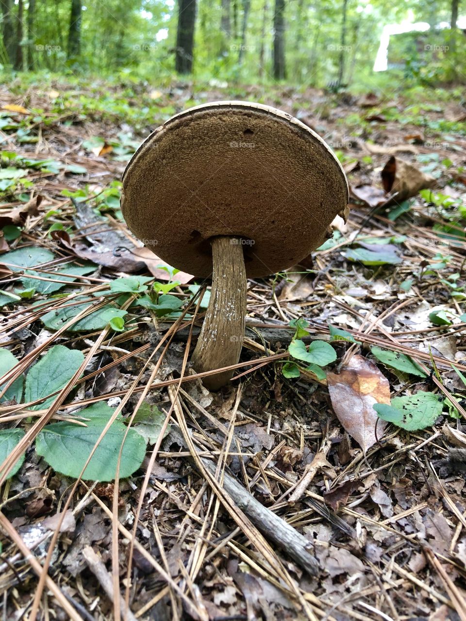 Bending mushroom facing away