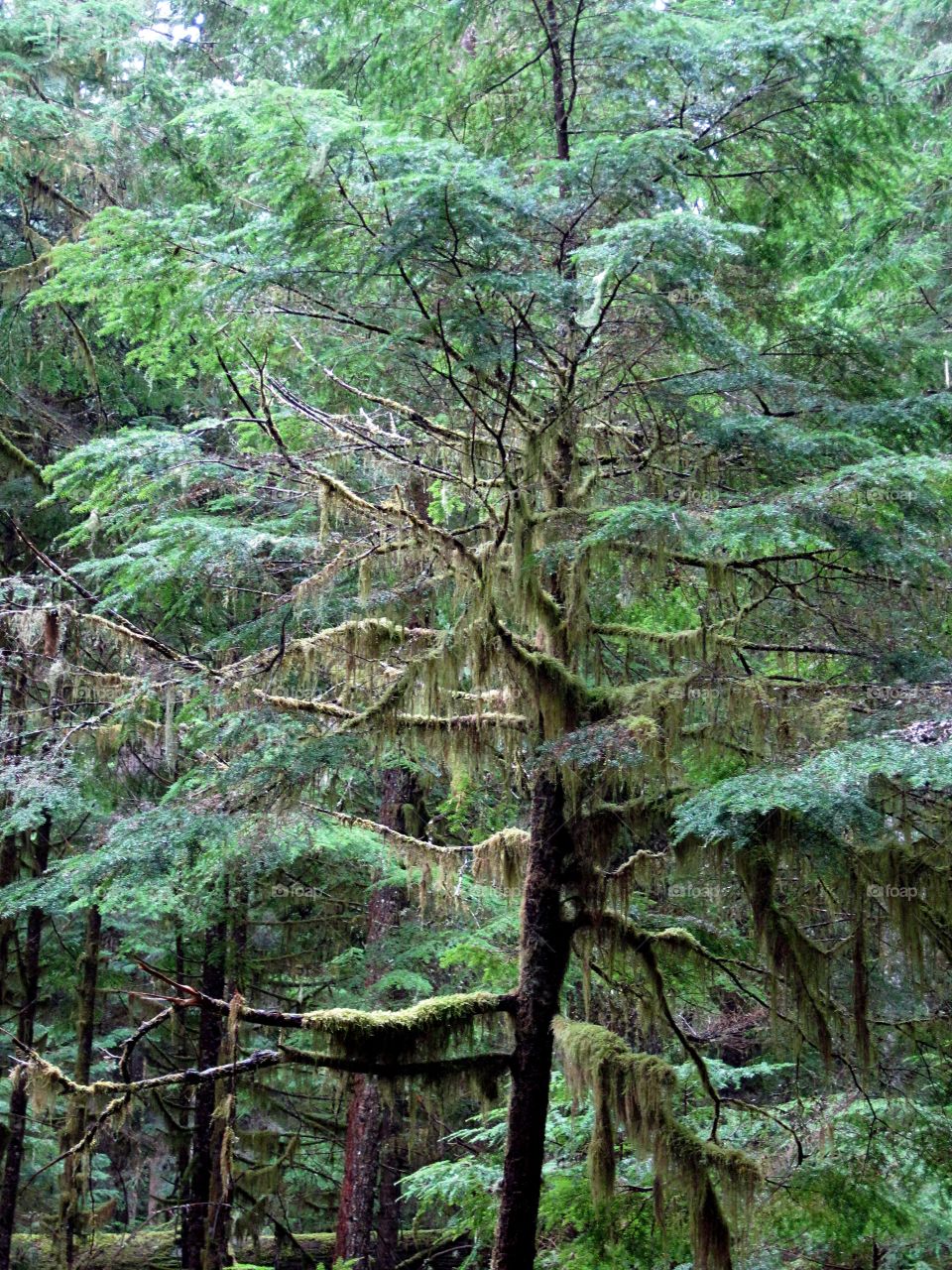 spectral forest in winter season