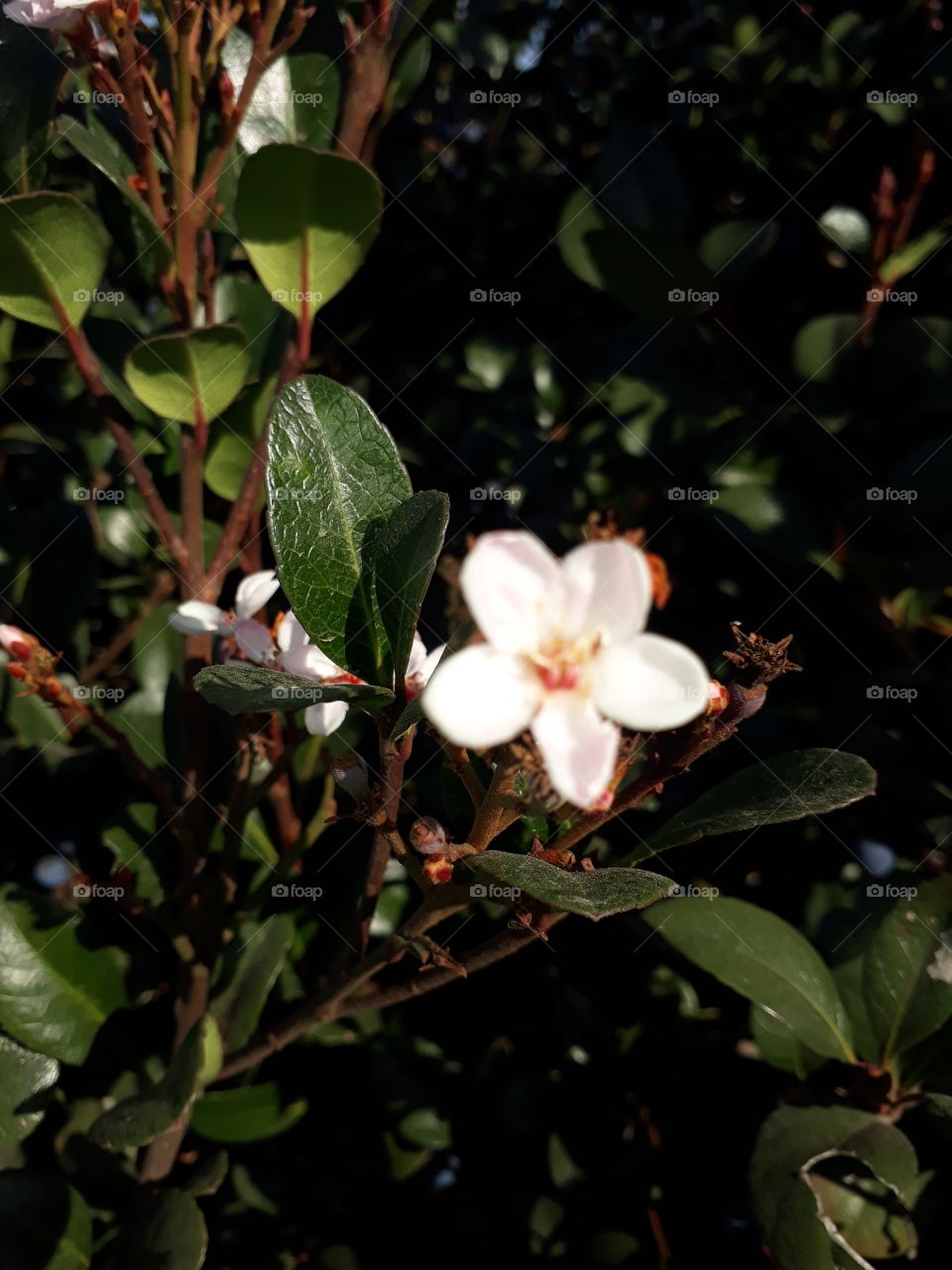 Single flower & green leave
