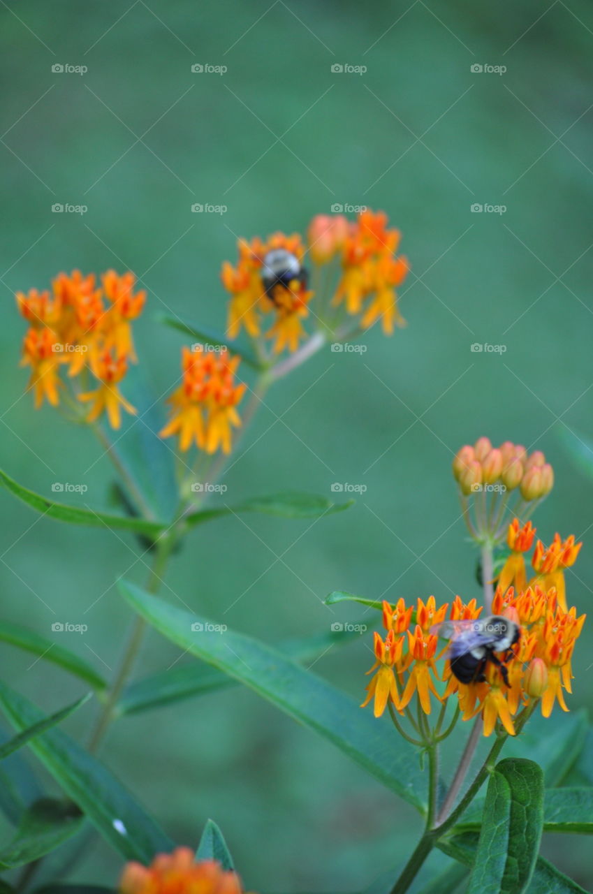Bees. Yard
