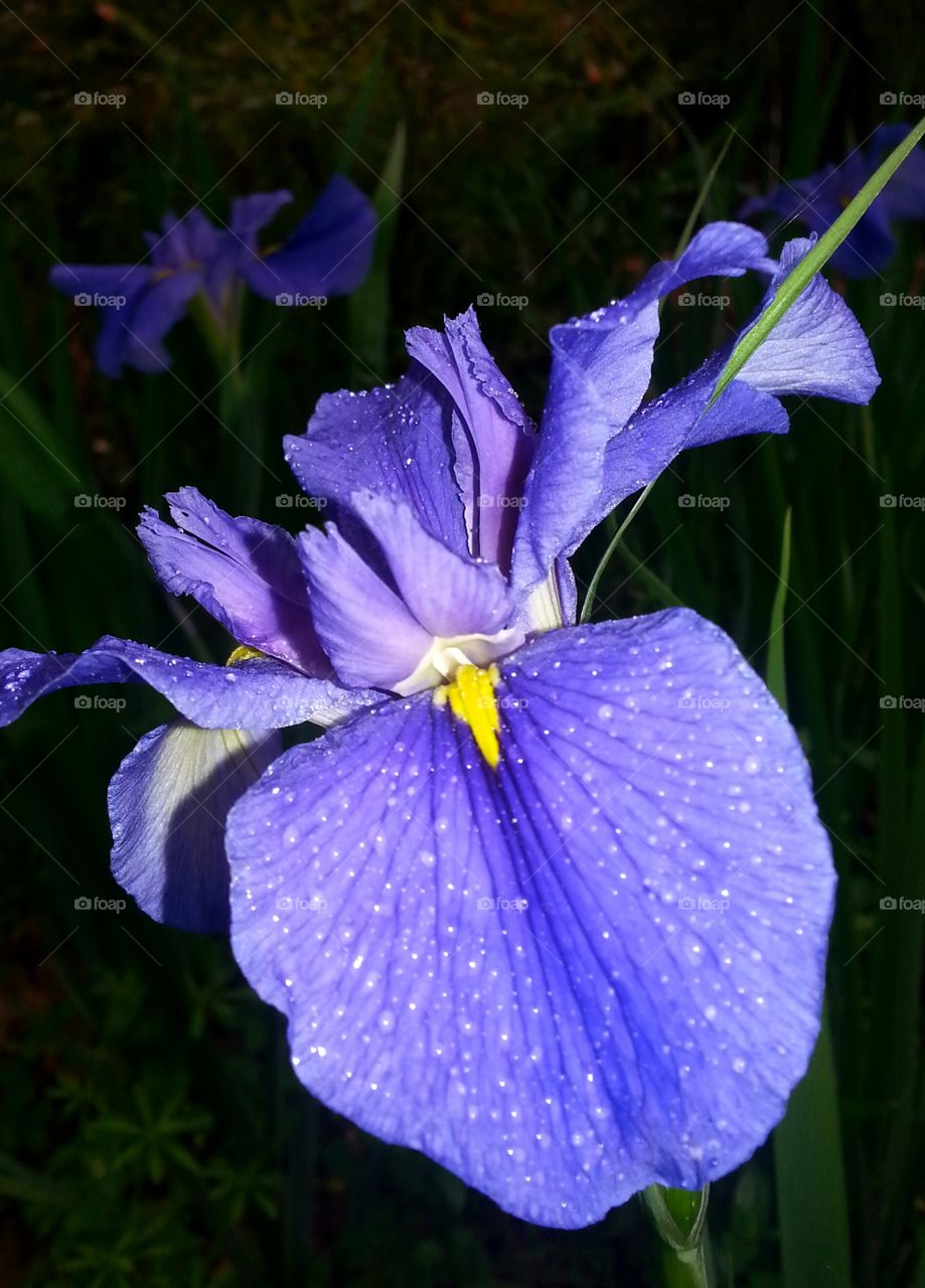 iris