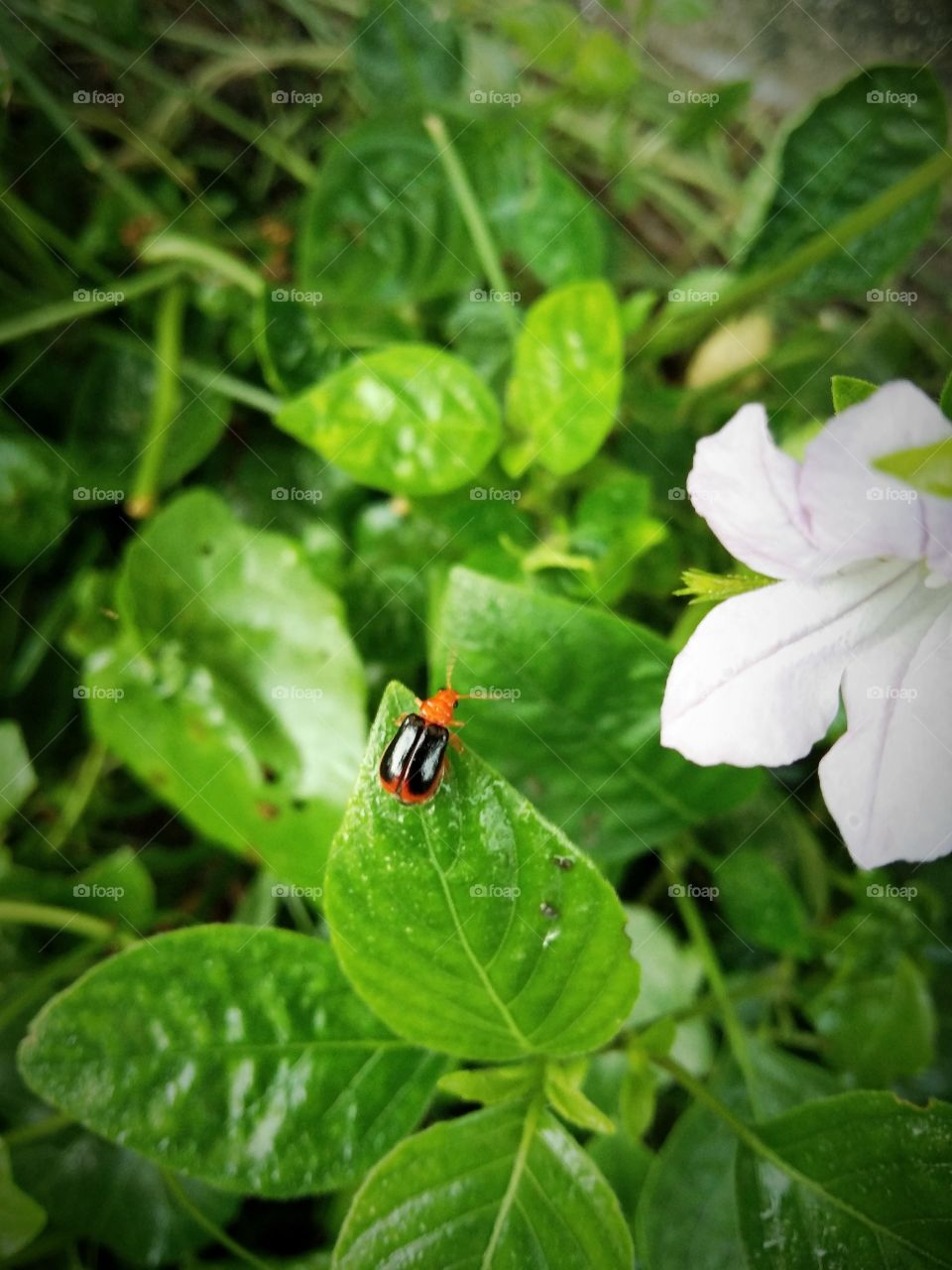 A Very Beautiful Black & Orange Insect, With Green Leaf.