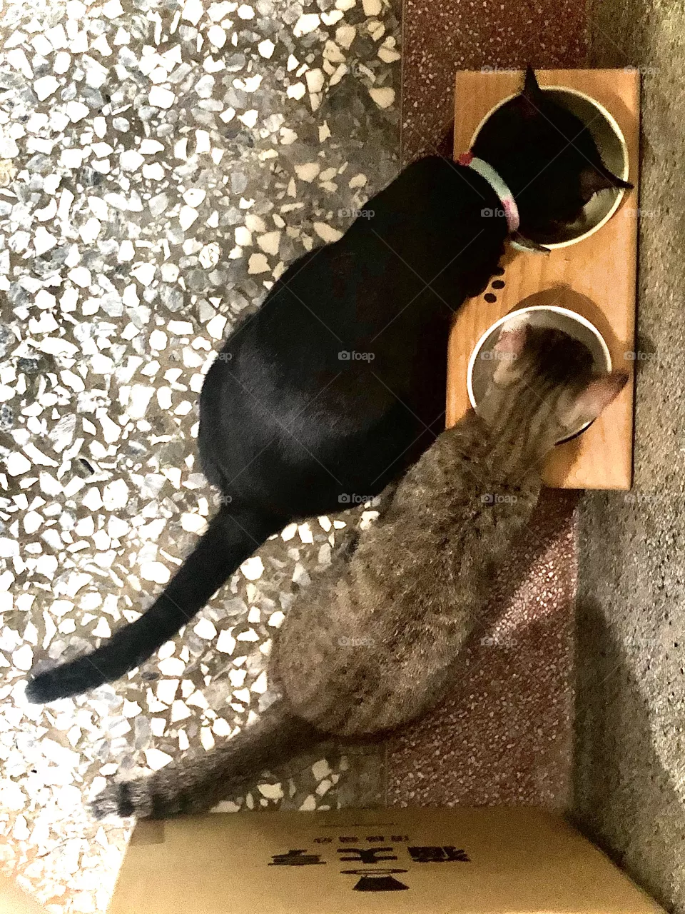 Cats