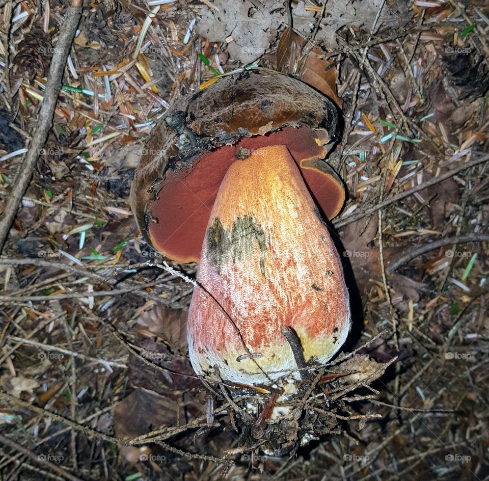 wold mushroom in Ardingly