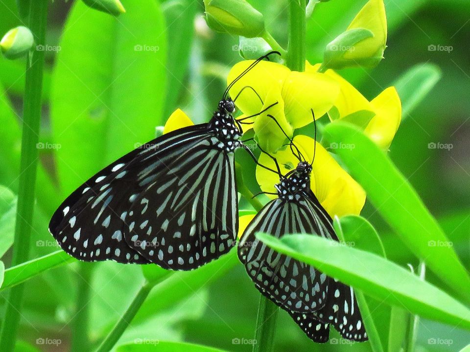 Butterflies perching on the leave