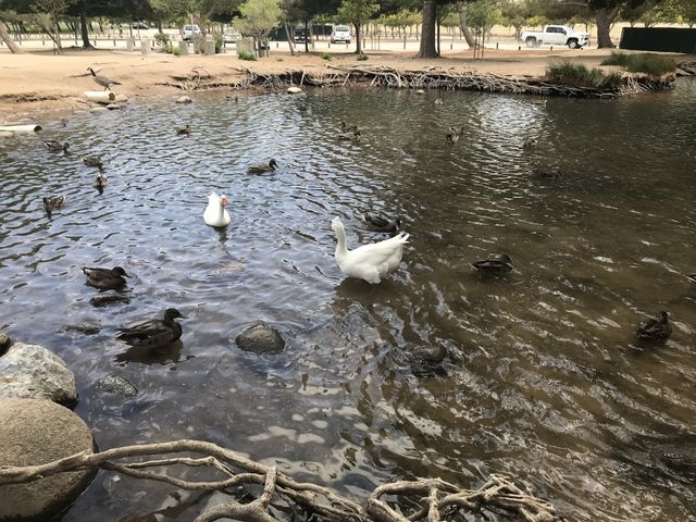 Ducks