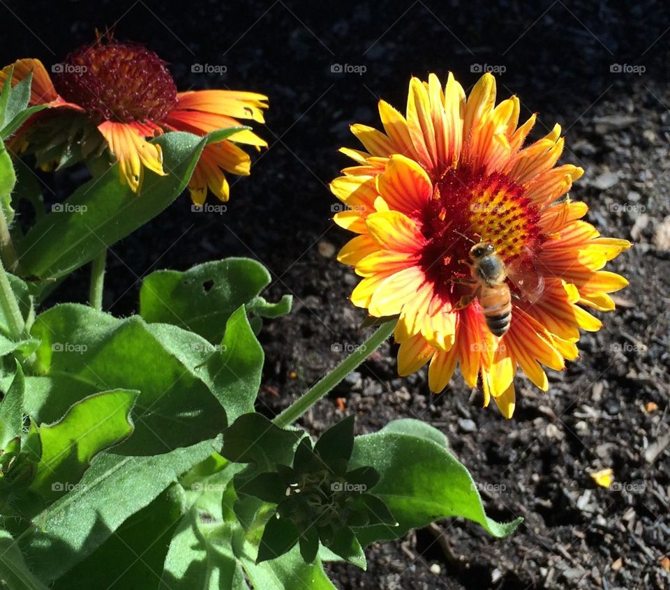Flower and a bee
