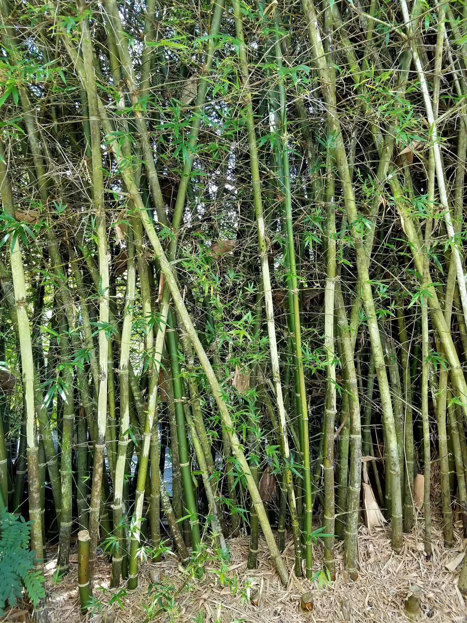 Lots of Bamboo or Cane