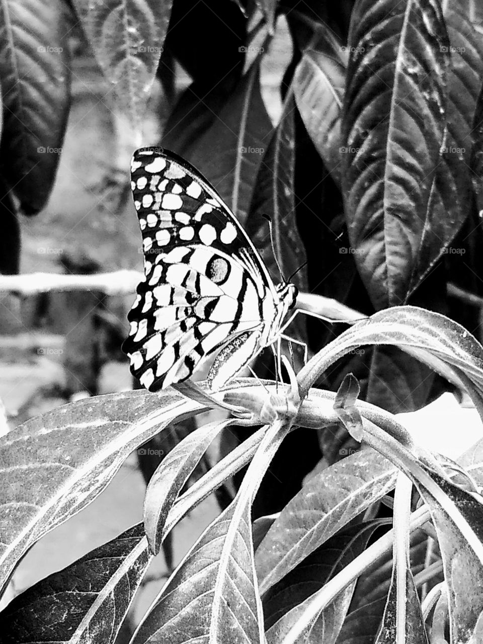 a butterfly in black and white