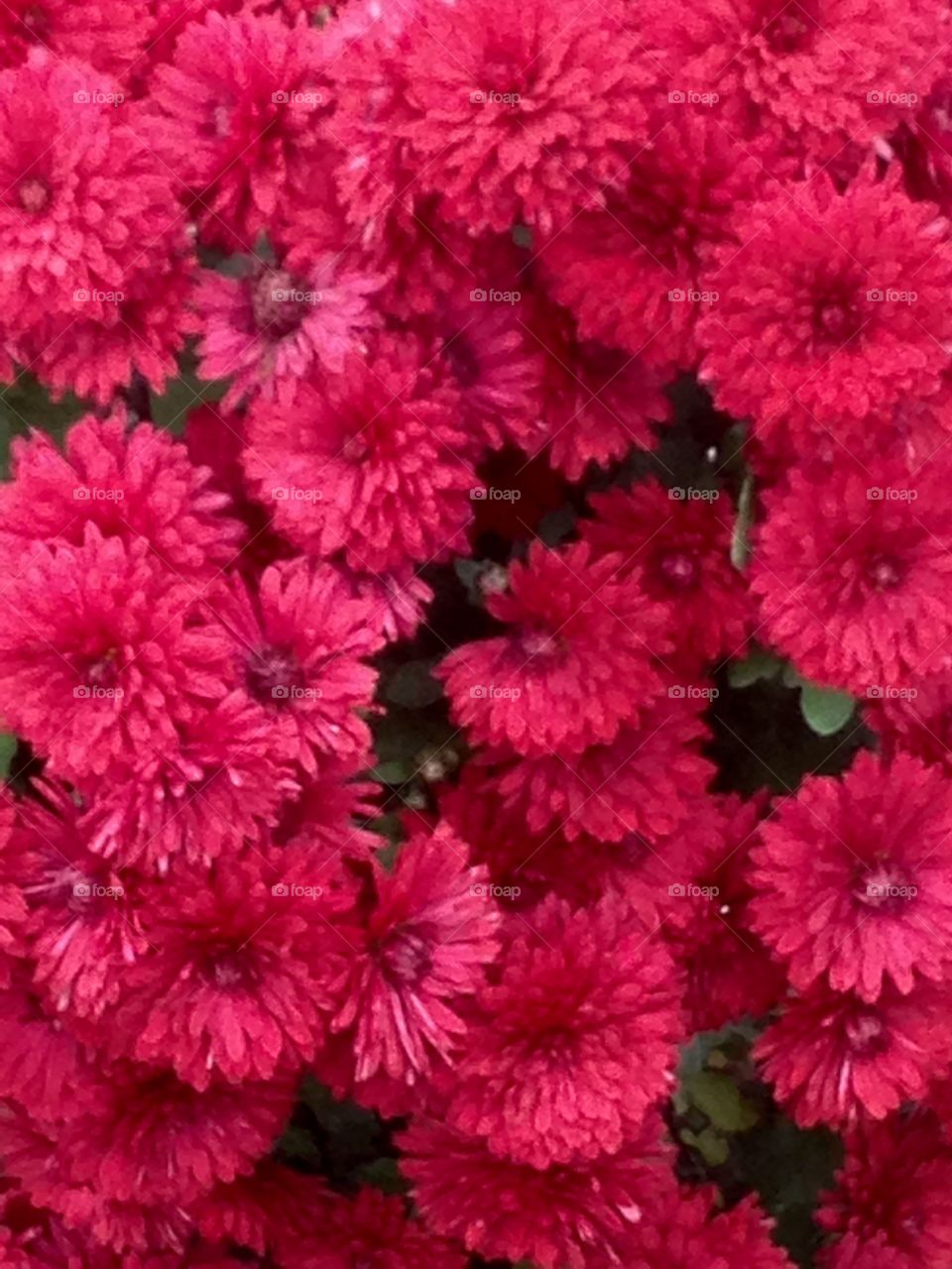 Scarlett chrysanthemums