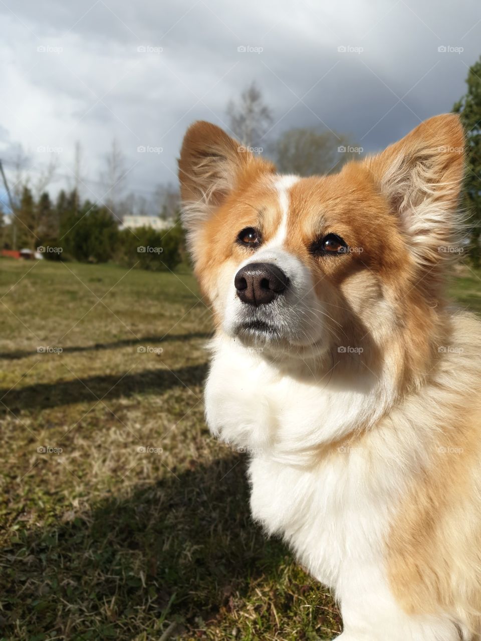 welsh corgi