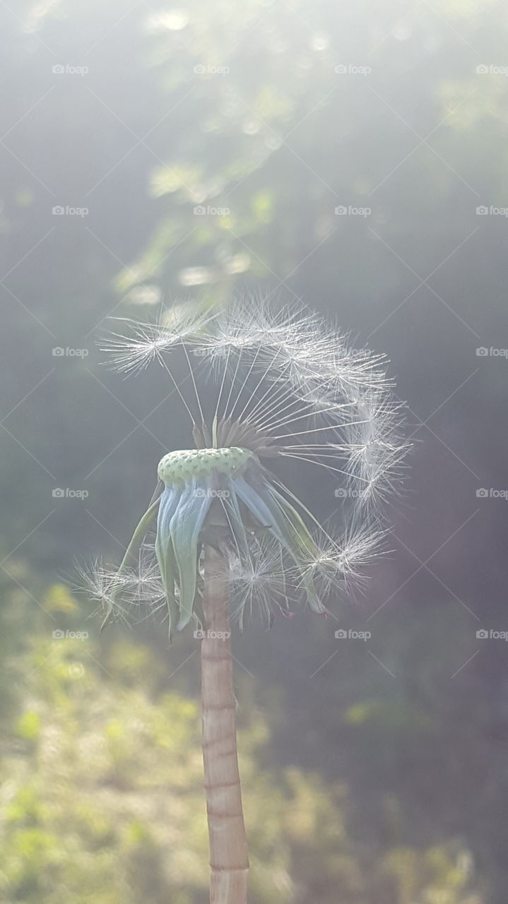 Dandelion