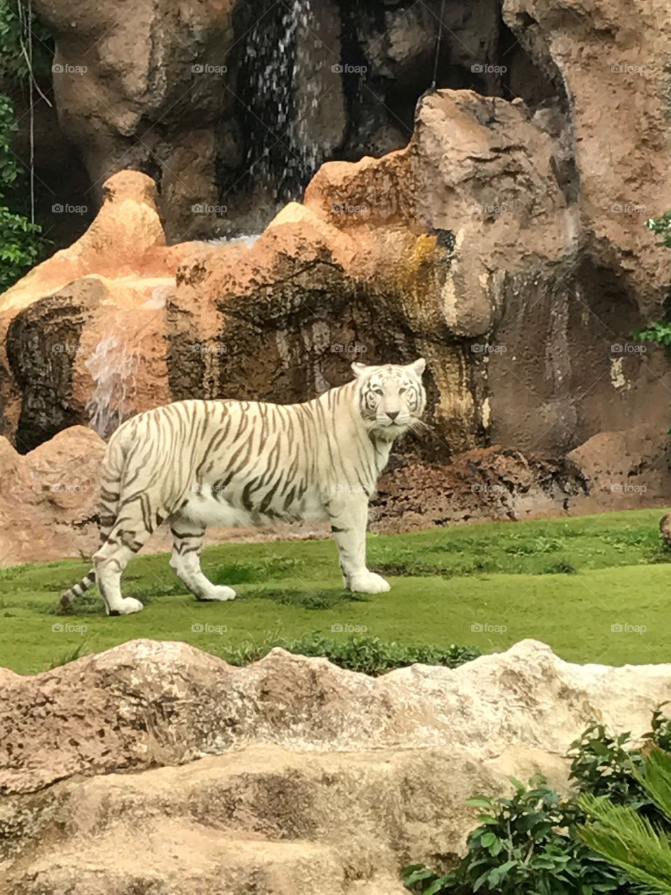 White tiger