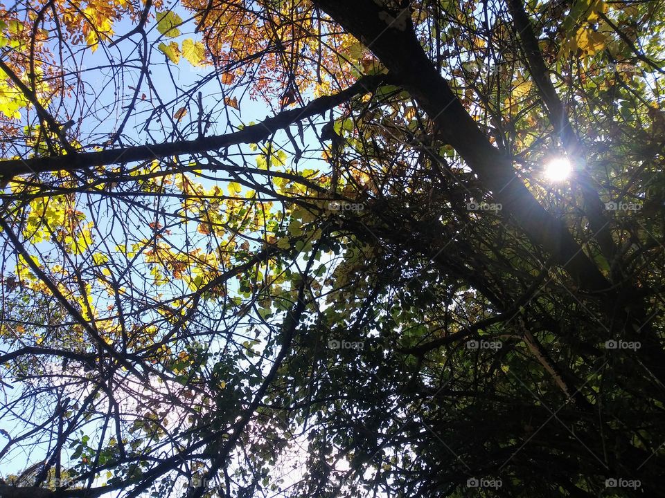 The sun shining through autumn leaves in a tree.
