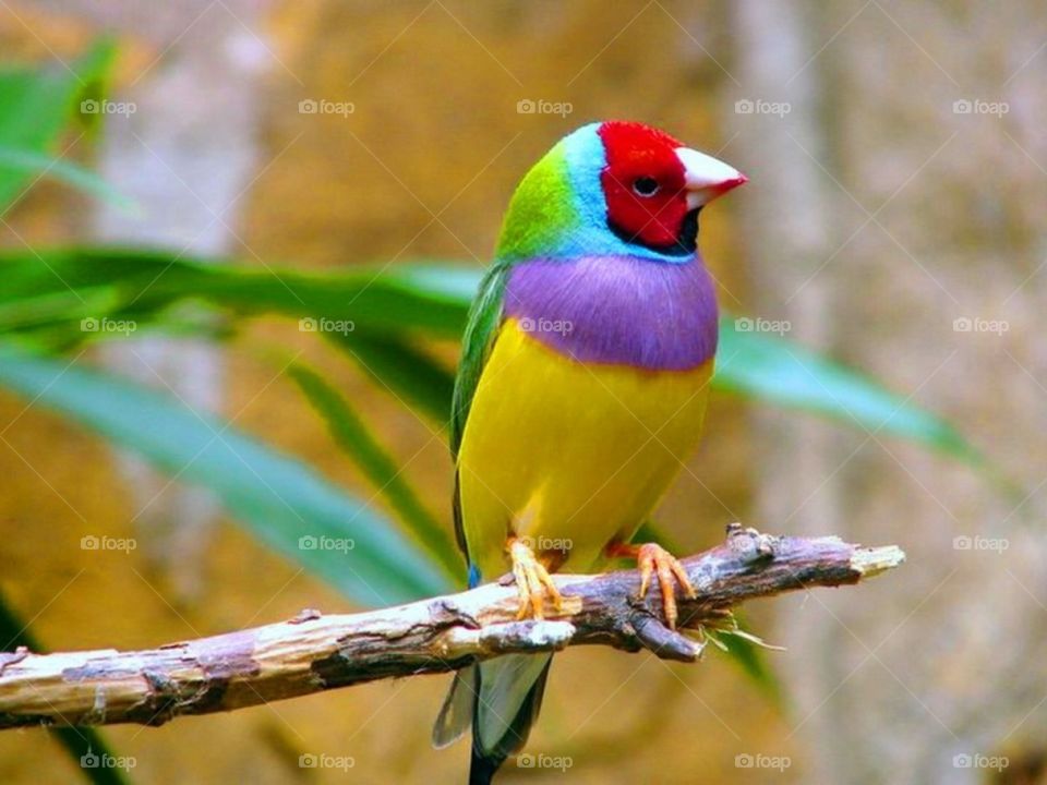beutiful bird ful of colors