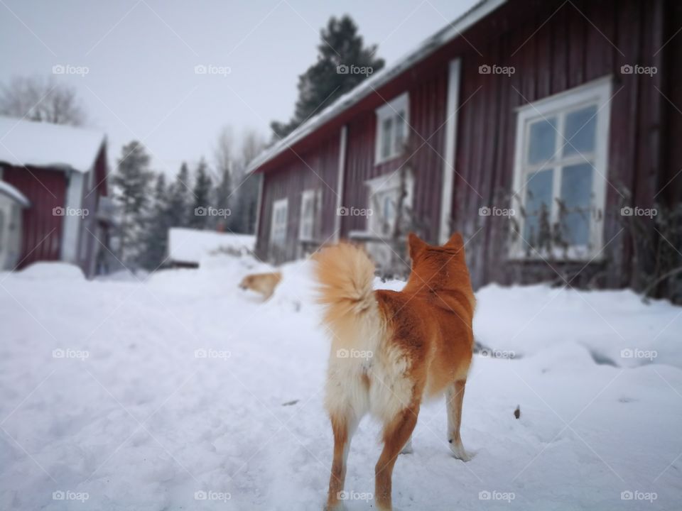 Dog playing in the snow