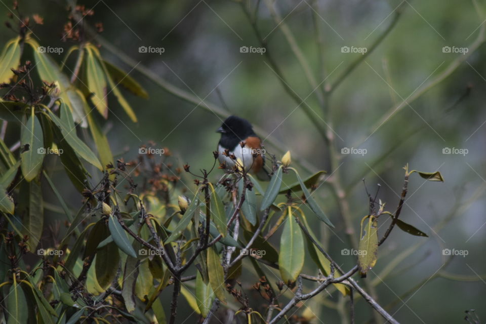 bird in a rhododendron