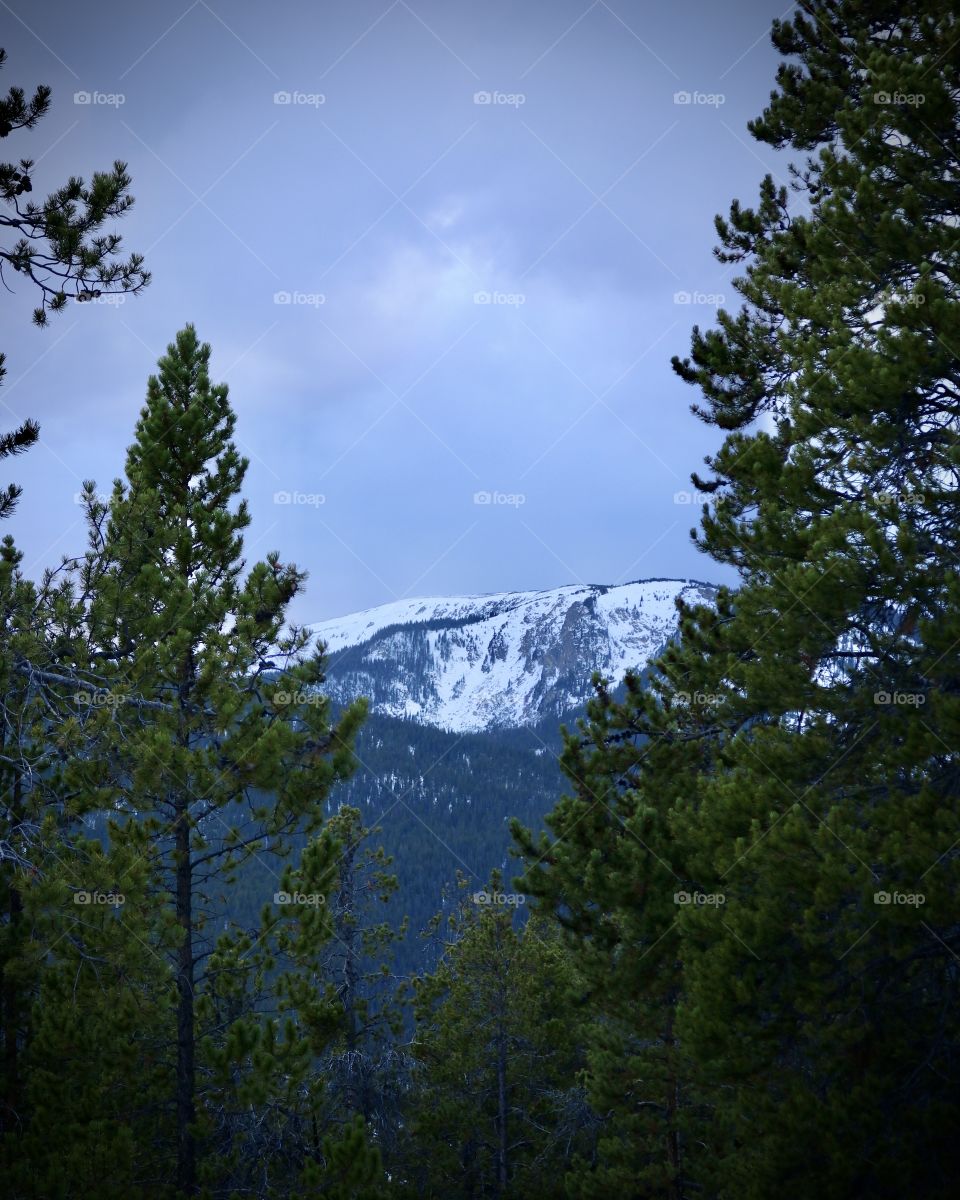 Distant mountains through the tall pines.