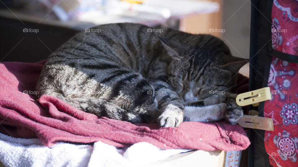 Missy Meow having a rest, even in her sleep she is a treasure to watch and love her more everyday.