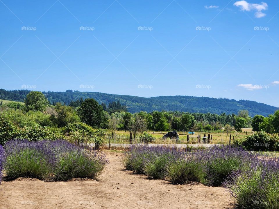 vibrant purple lavender flowers fields on a farm in the Oregon countryside with green tree covered hills and blue sky in the distance