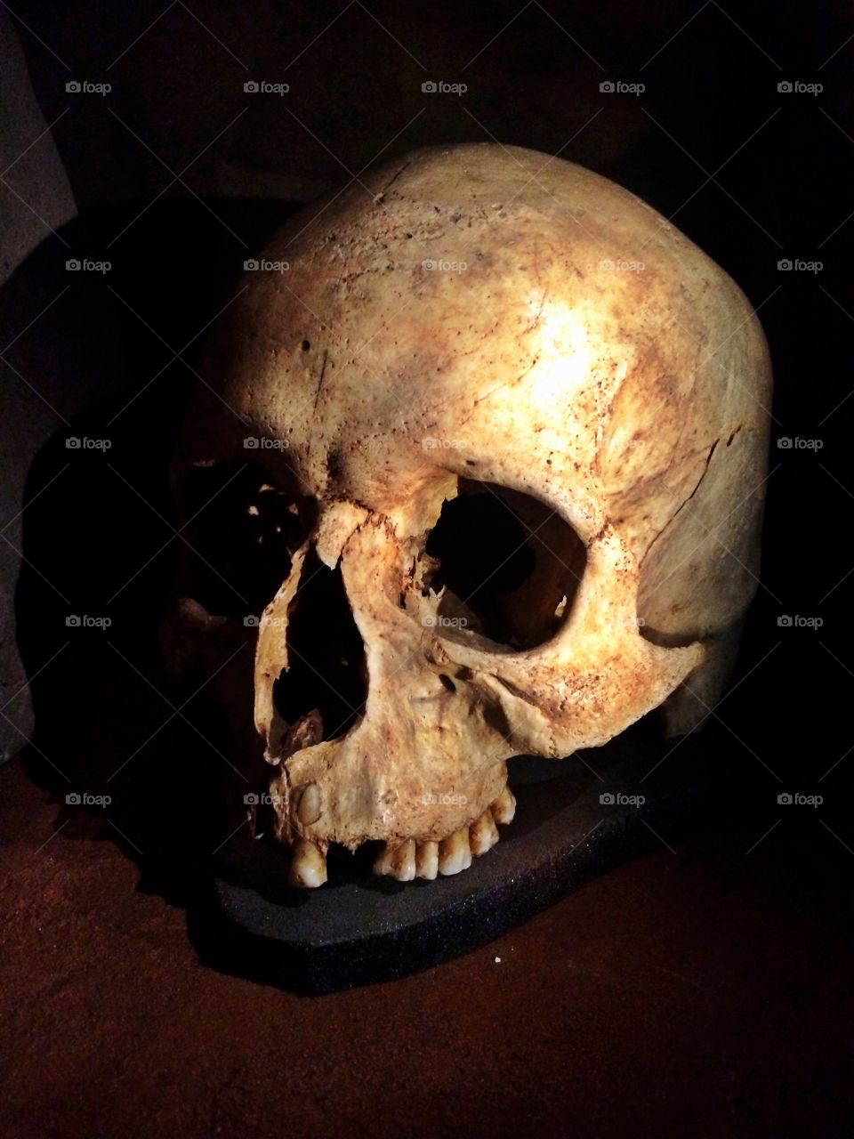 Human skull