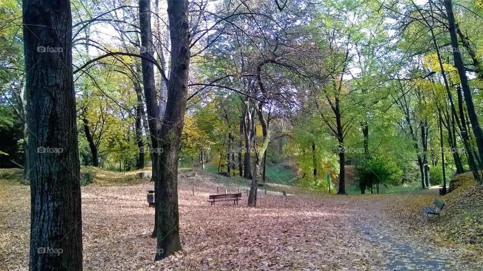 Fall in the park