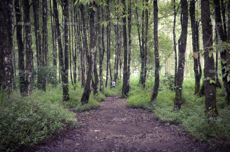 morning view in the forest