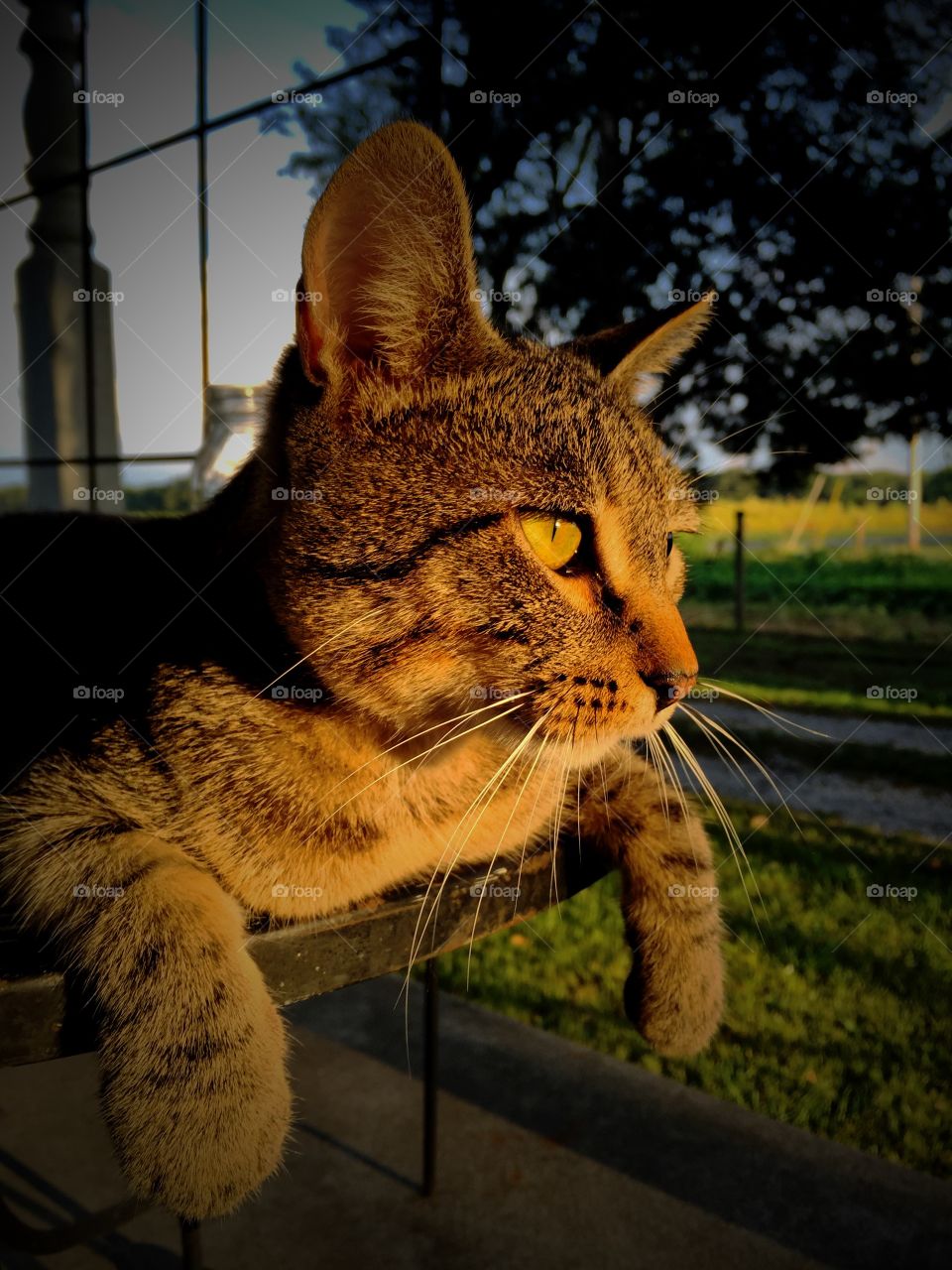 Close-up of tabby cat looking away