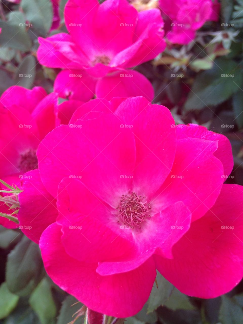 Outdoor beauty. Pink flowers in flowerbed