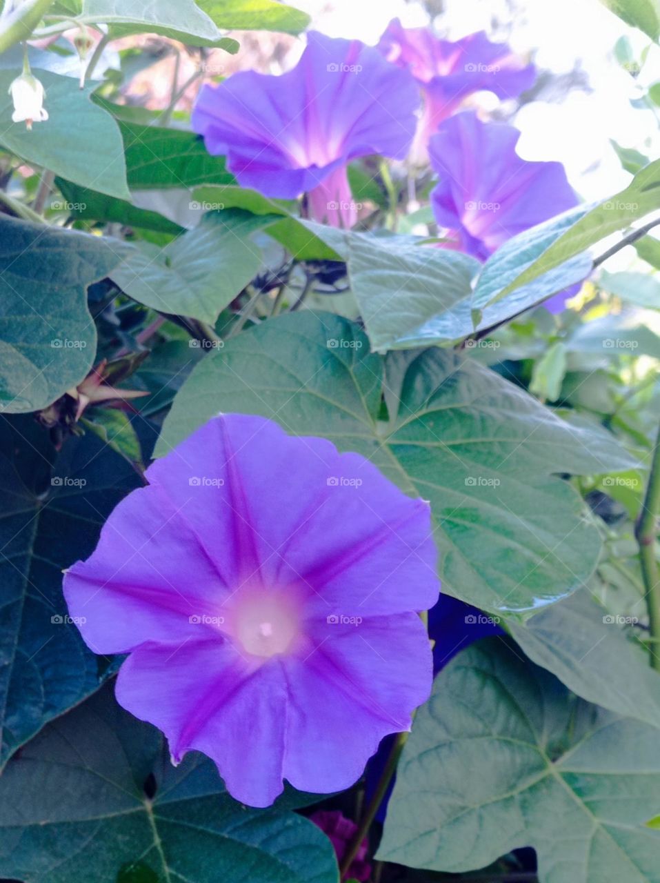 Gorgeous purple Morning Glory / flor Manto de Maria