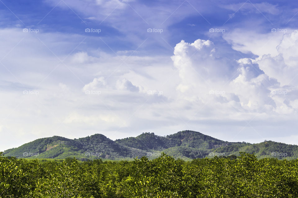 Green forest and mountain. Landscape green forest and mountain with blue sky