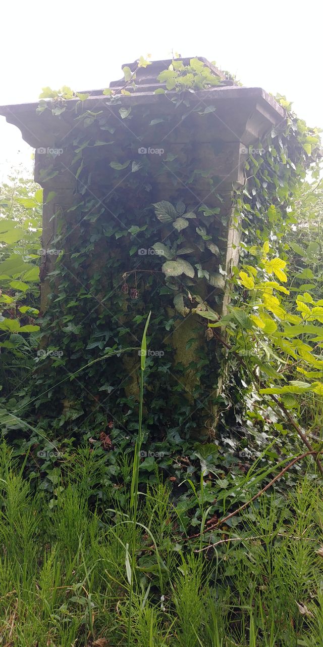 ivy covered overgrown gravestone