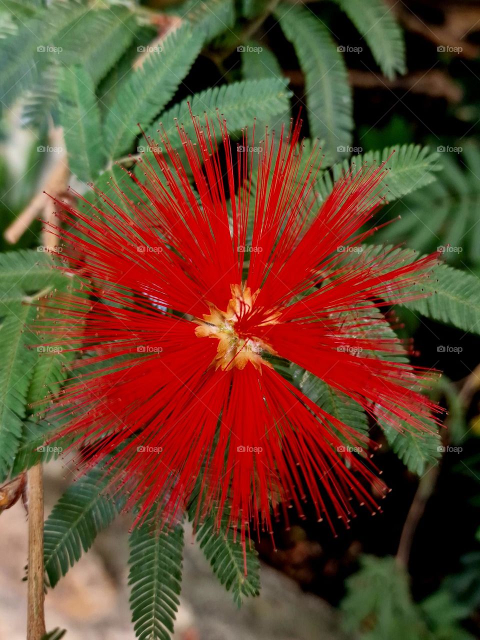 red flower