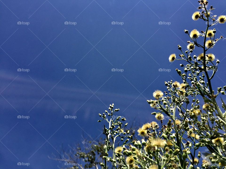 Blue sky with a grass