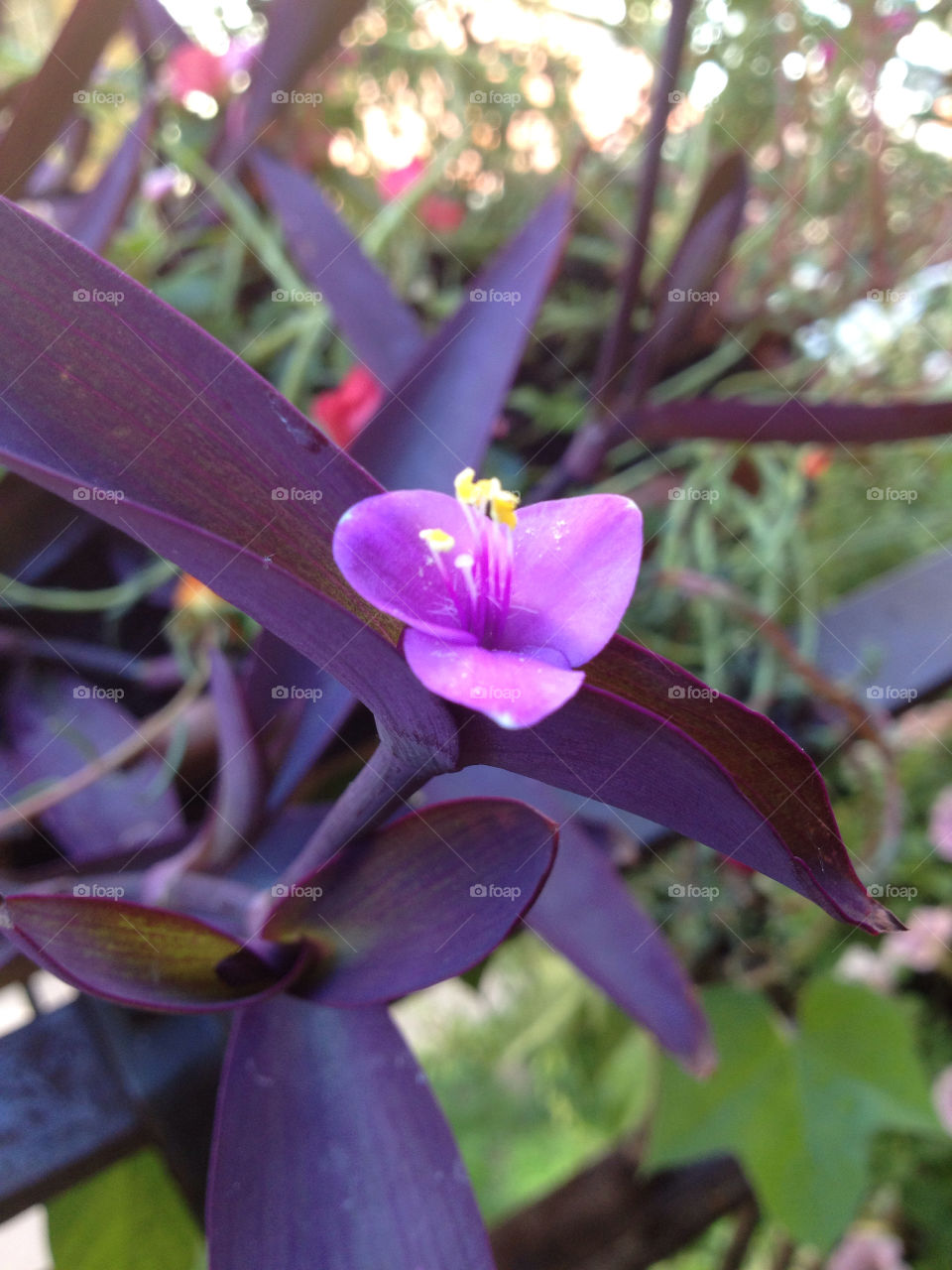 nature flower purple cook by eastofsheridan