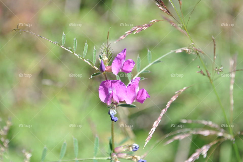 A purple flower in the wild