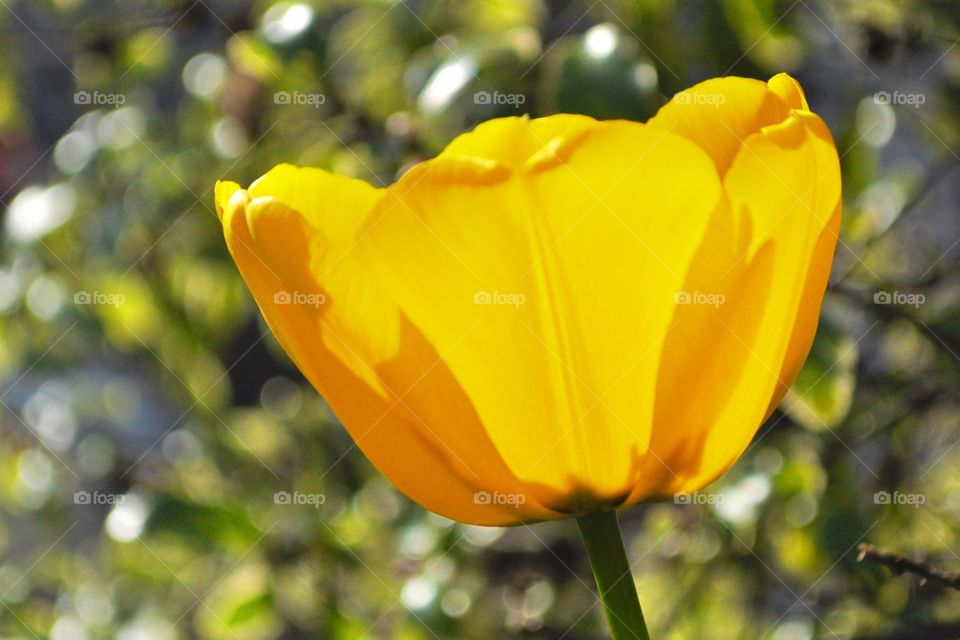Backlit tulip