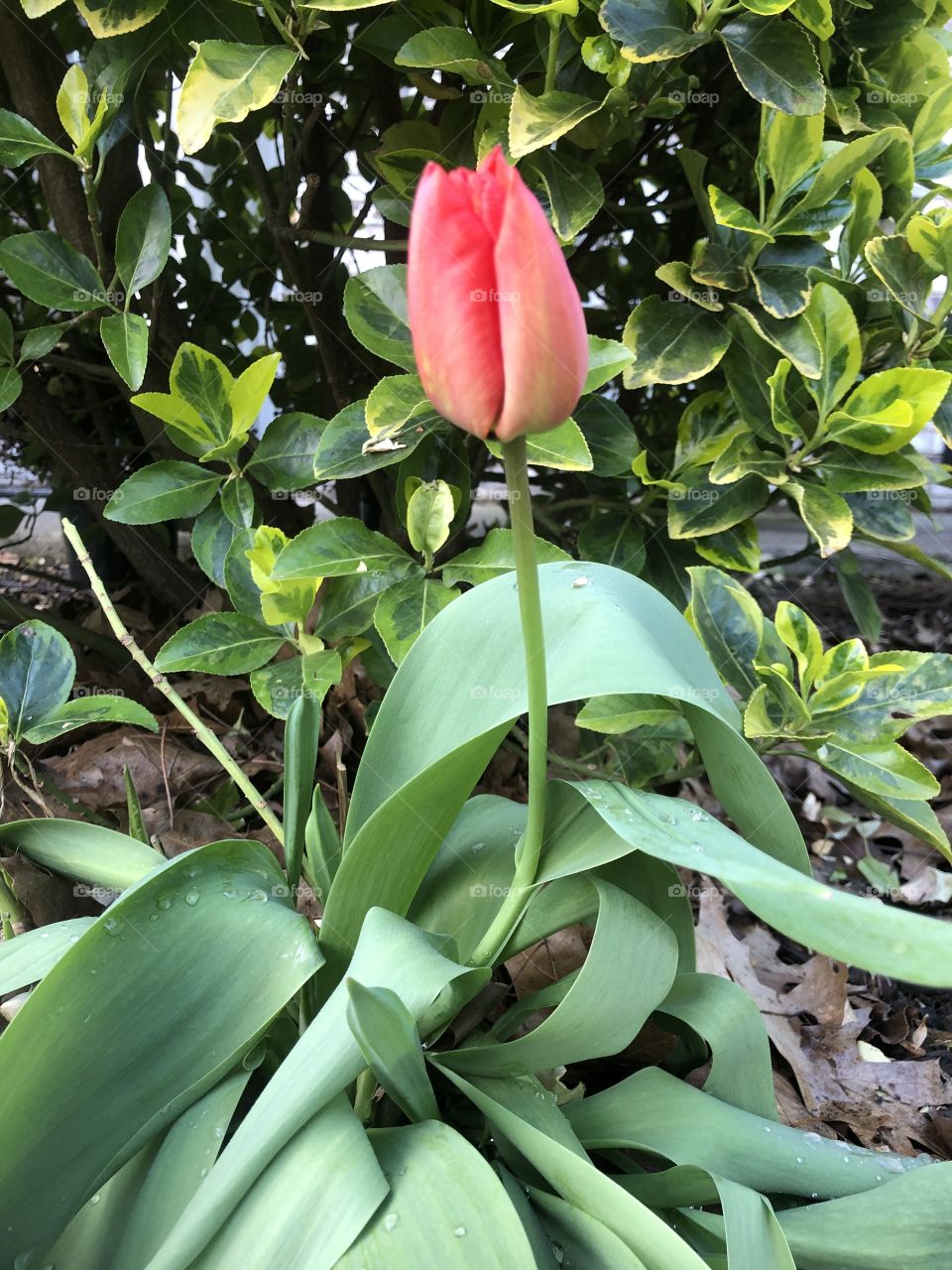 Red Tulip 