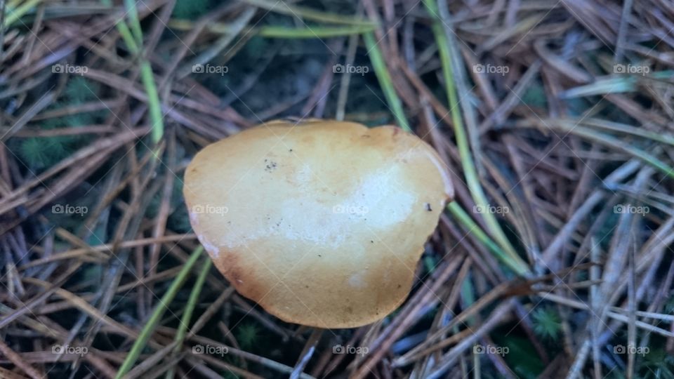 Closeup of a mushroom cap