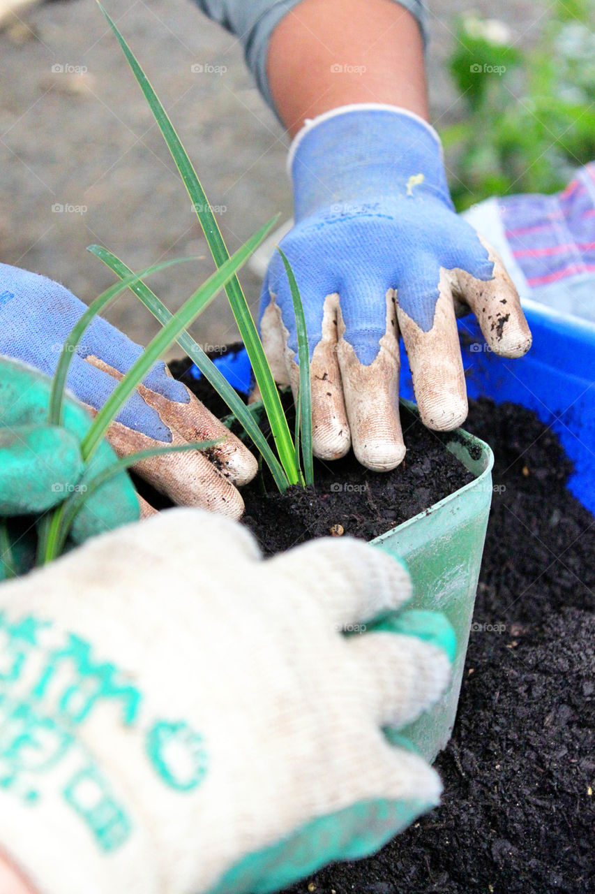 Close-up of two people potting plant