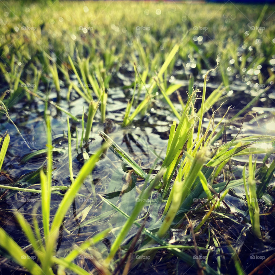 Grass
