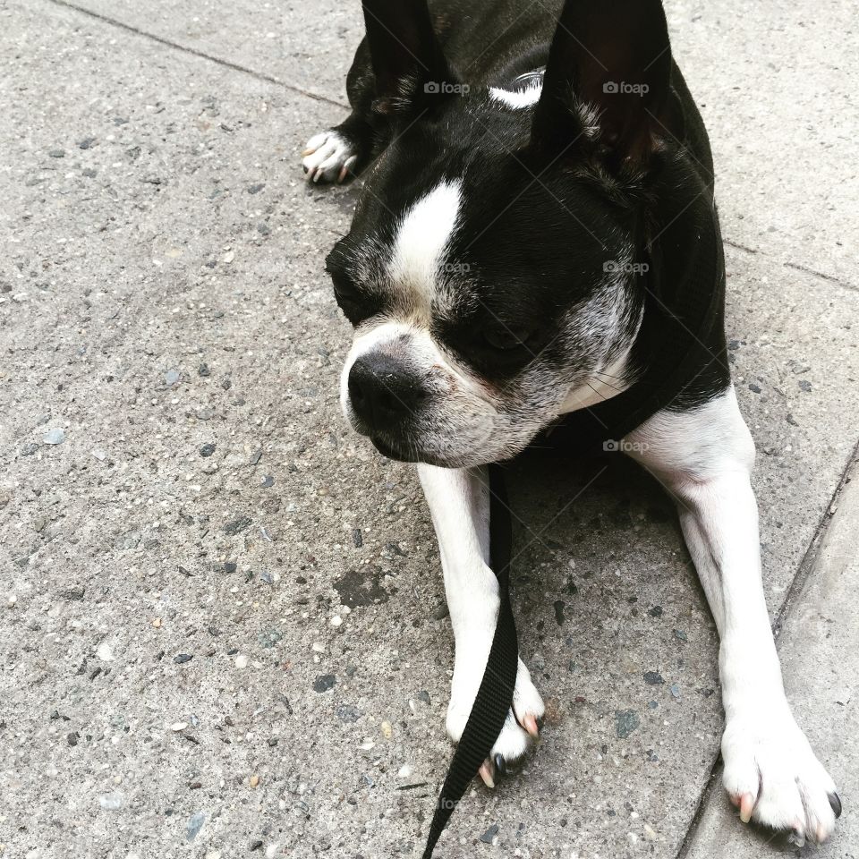 A Dog with cattitude.