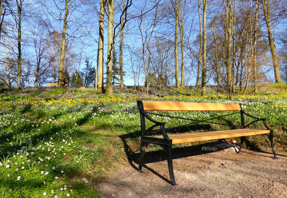 Empty bench in a park