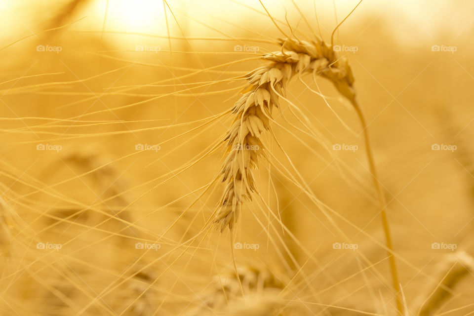 Ripe wheat close up on farm field .Ears of golden wheat close up. Beautiful Nature Sunset Landscape. Background of ripening ears of meadow wheat field.