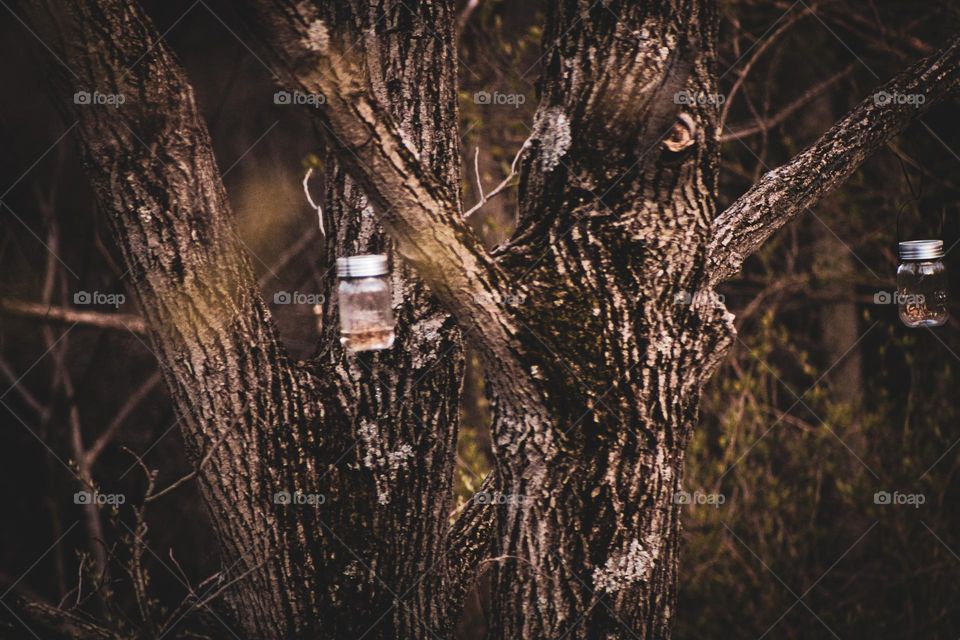 Tree with hanging lanterns
